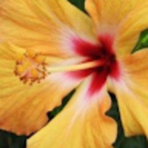 Meet your Posher, Lineliss